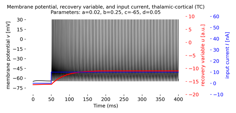 Thalamic-cortical (TC) neuron simulated using the Izhikevich model.